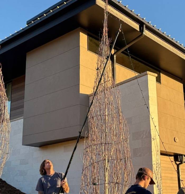 Sunlight crew installing holiday lights on tall branches